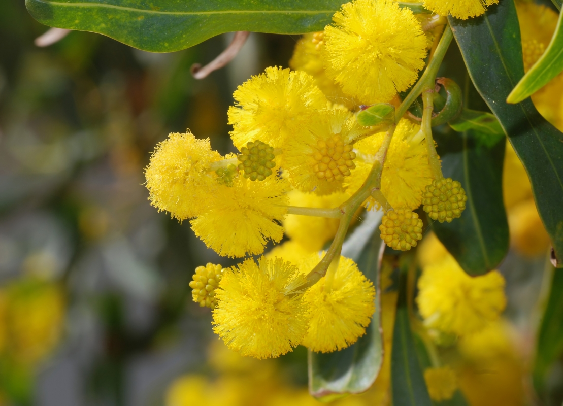 Acacia Cyanophylla