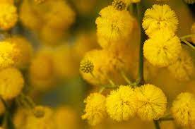 Acacia Cyanophylla3