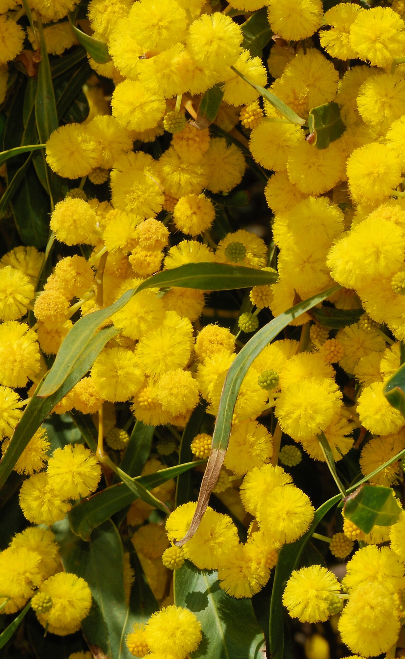 Acacia Cyanophylla5