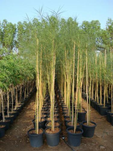 Parkinsonia aculeata1