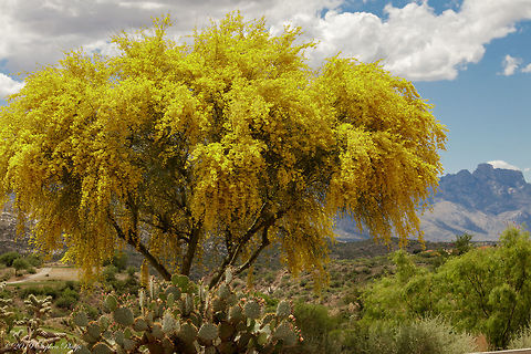 Parkinsonia aculeata2