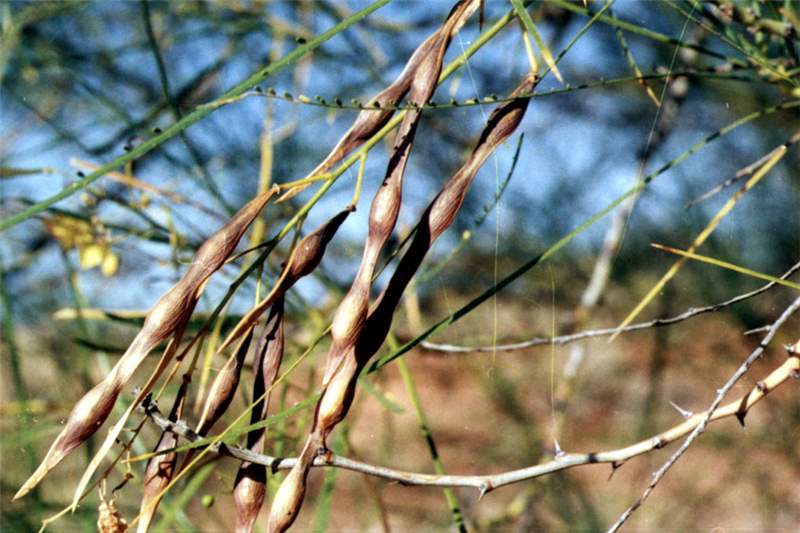 parkinsonia_aculeata12_(LP)
