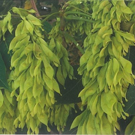 Aylantus, Kokar Ağaç (Ailanthus altissima)