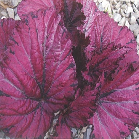 Begonya Rex (Begonia rex)