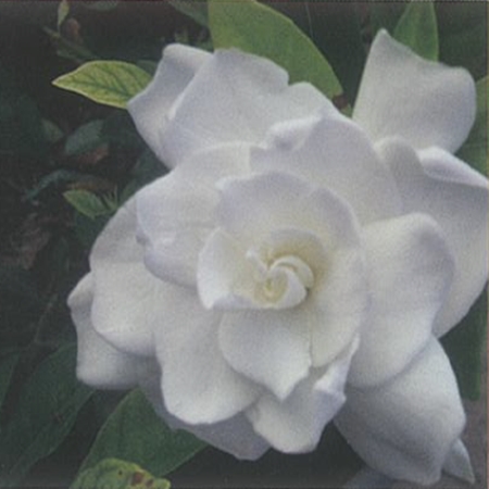 Gardenya (Gardenia jasminoides)
