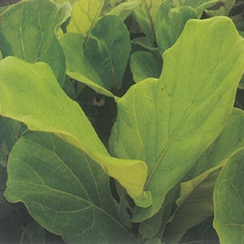 Keman Yapraklı Kauçuk (Ficus iyrata)