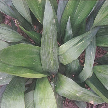 Salon Yaprağı (Aspidistra elatior)