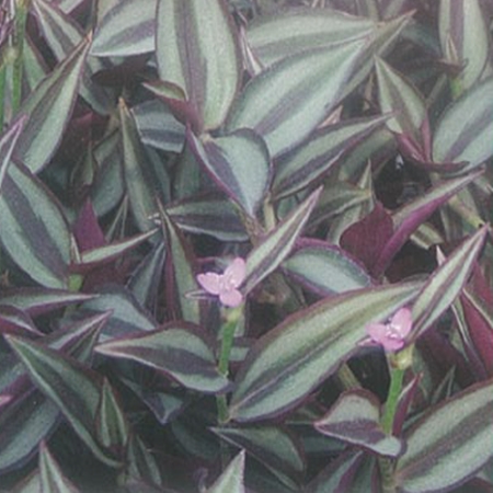 Telgraf Çiçeği (Zebrina pendula)