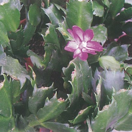 Yılbaşı Çiçeği (Rhipsalidopsis)
