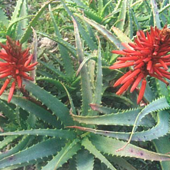 aloe