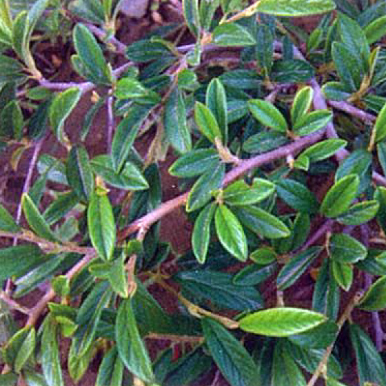 dağ-muşmulası-söğüt-yapraklı