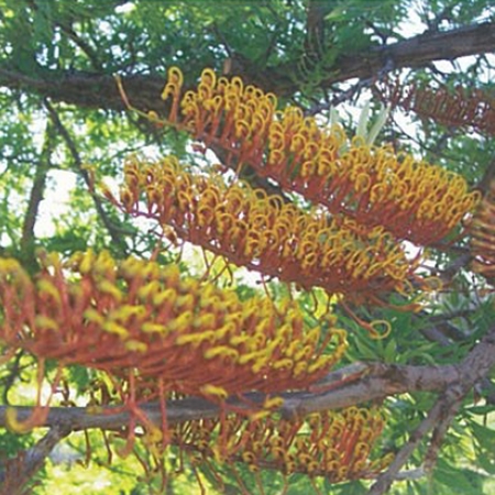 gravilla