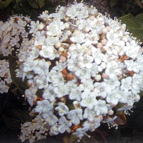 kartopu2