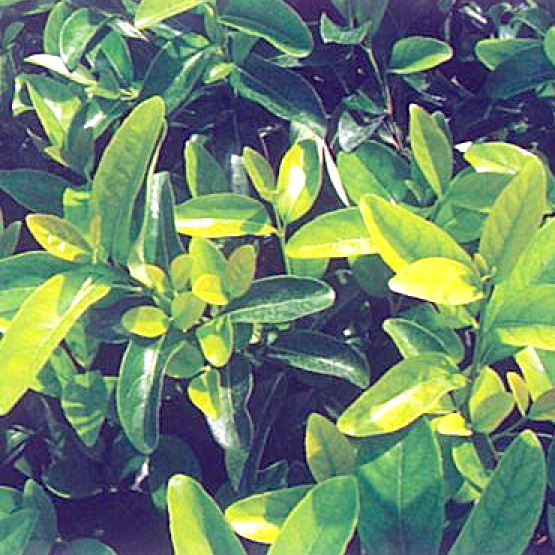 kartopu3